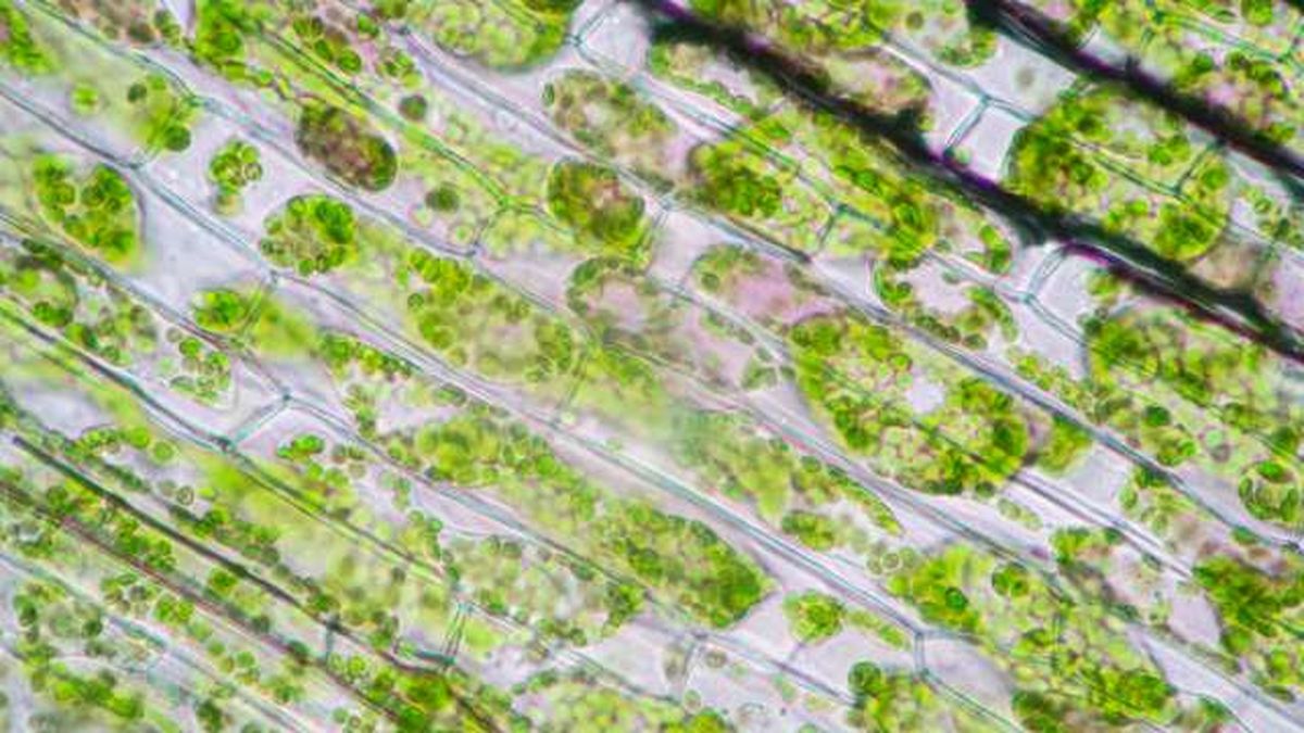 partes de una celula vegetal