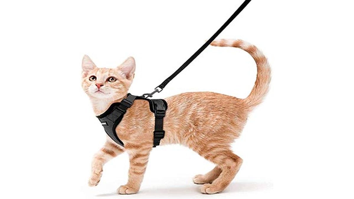 arnes para gatos amazon