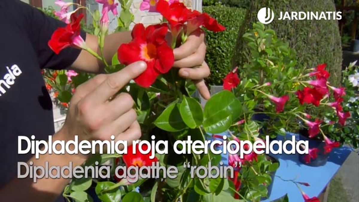 variedad de dipladenia agathe robin