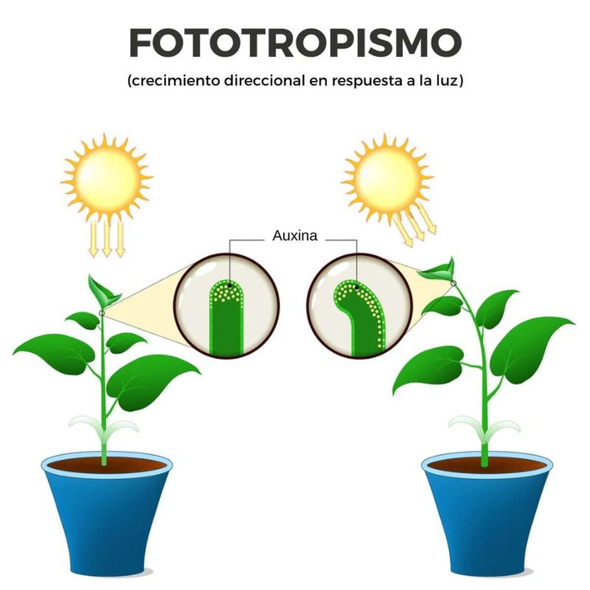 Las auxinas son unas hormonas vegetales fundamentales.