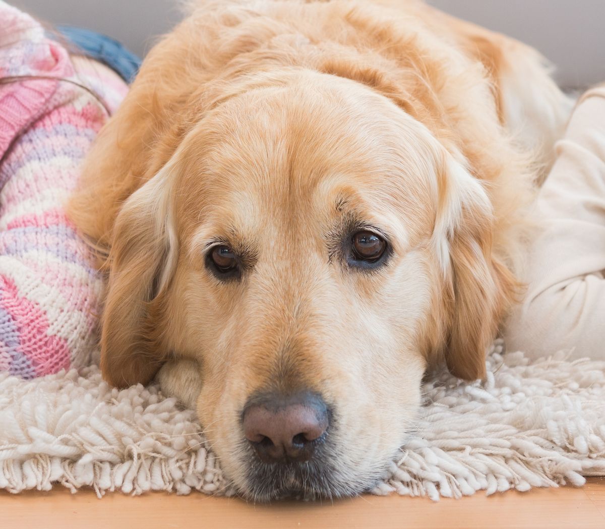 consejos preparar llegada perro lenguaje