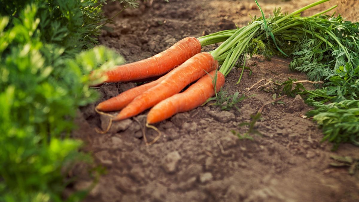Las zanahorias son hortalizas de clima frío que pueden cultivarse en condiciones de luz parcial