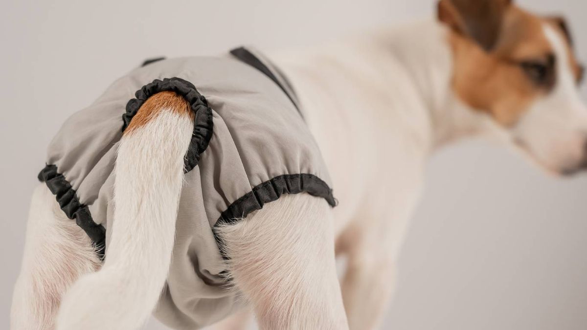 ¿Qué cuidados necesita una perra en celo?