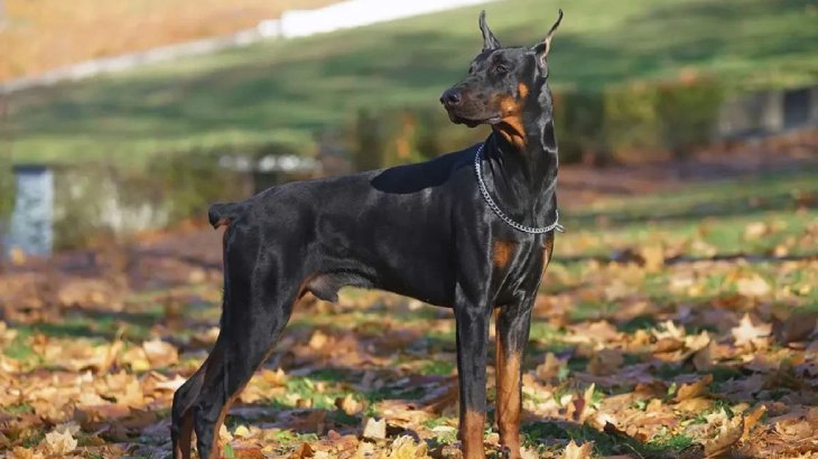 perros mas inteligentes doberman perros mas inteligentes doberman