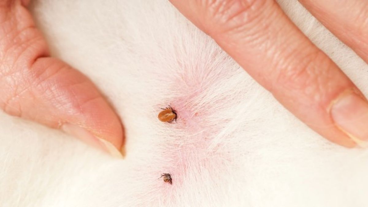 collares antiparasitarios para perros 1