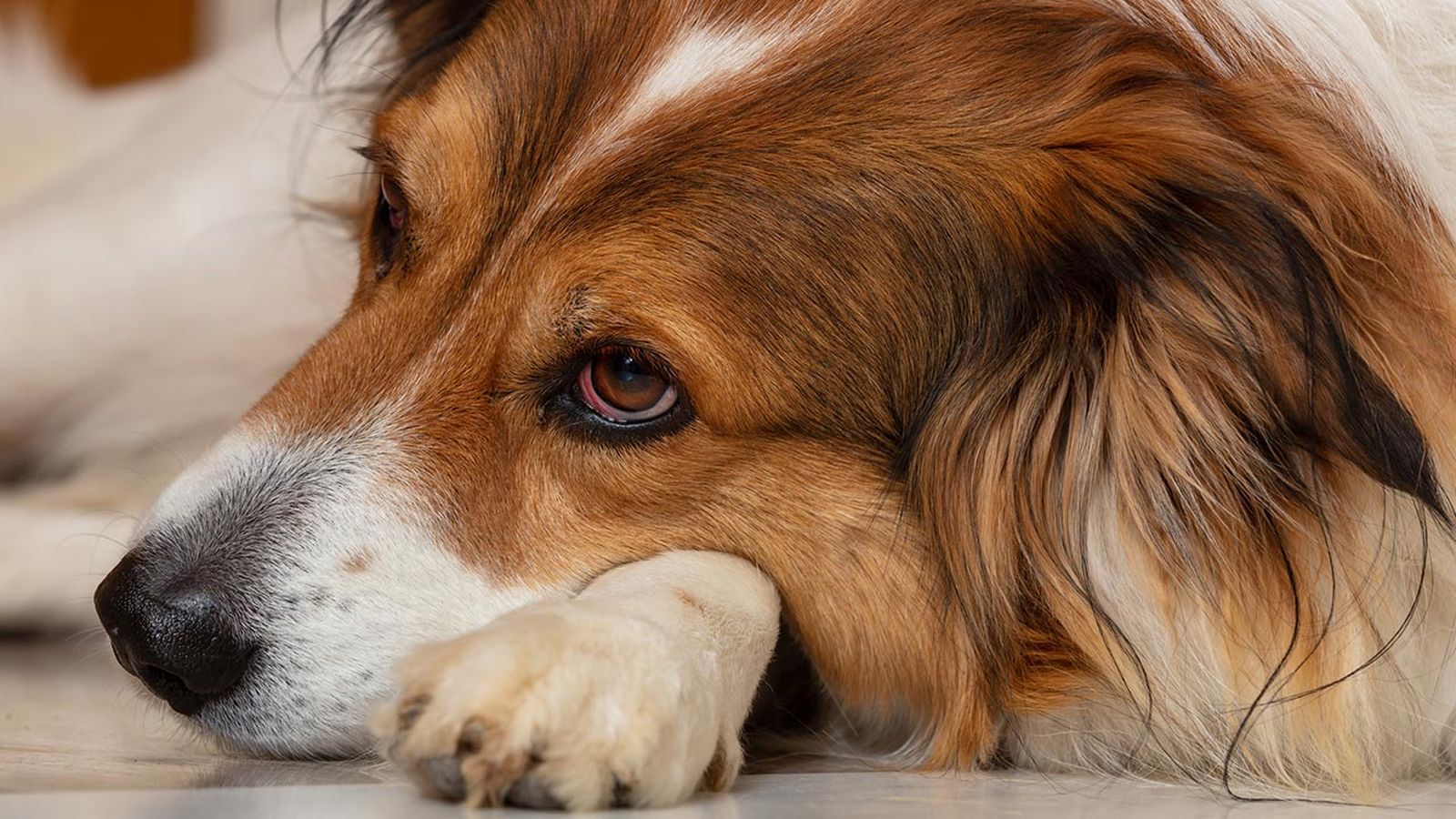 problemas oculares conjuntivitis perros portada