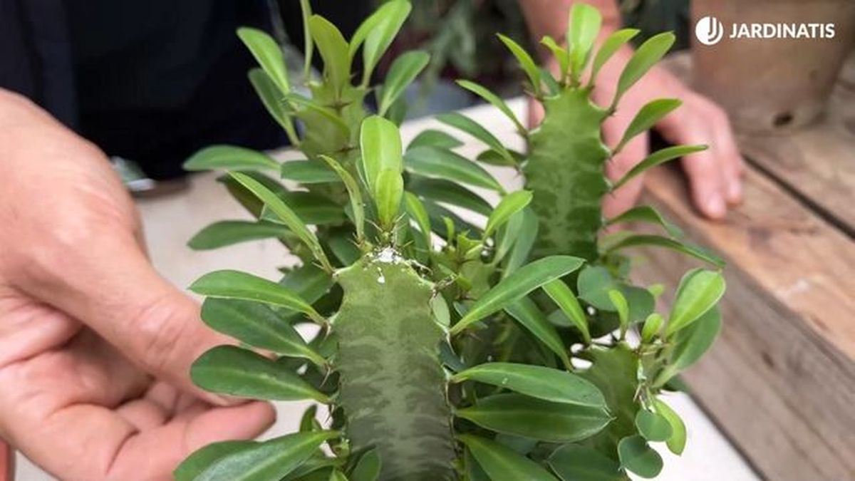 hojas de euphorbia trigona jardinatis 23 34