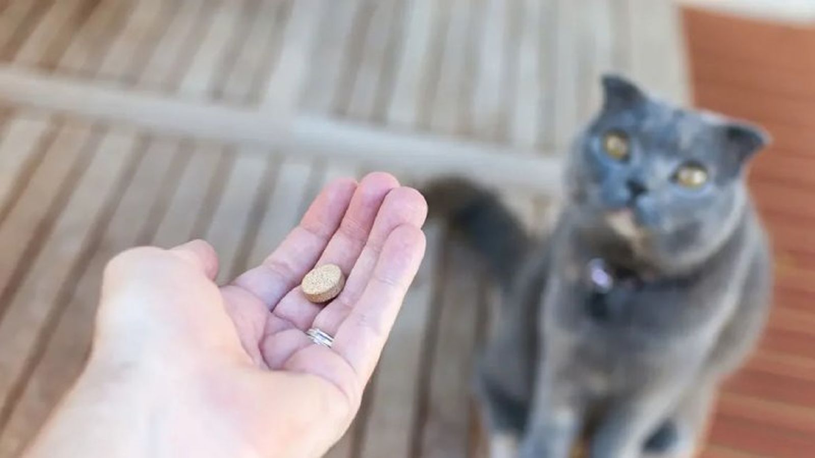 como darle una pastilla a un gato 2 como darle una pastilla a un gato 2