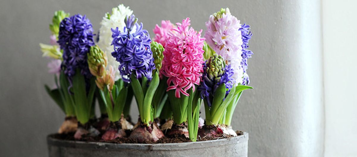 imagen para el blog de jardinería sobre jacintos