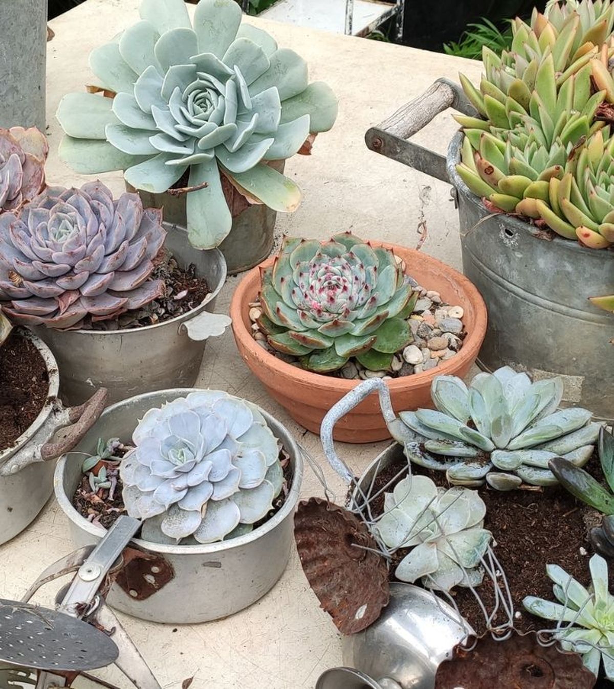 cuidados de la echeveria jardinatis 23