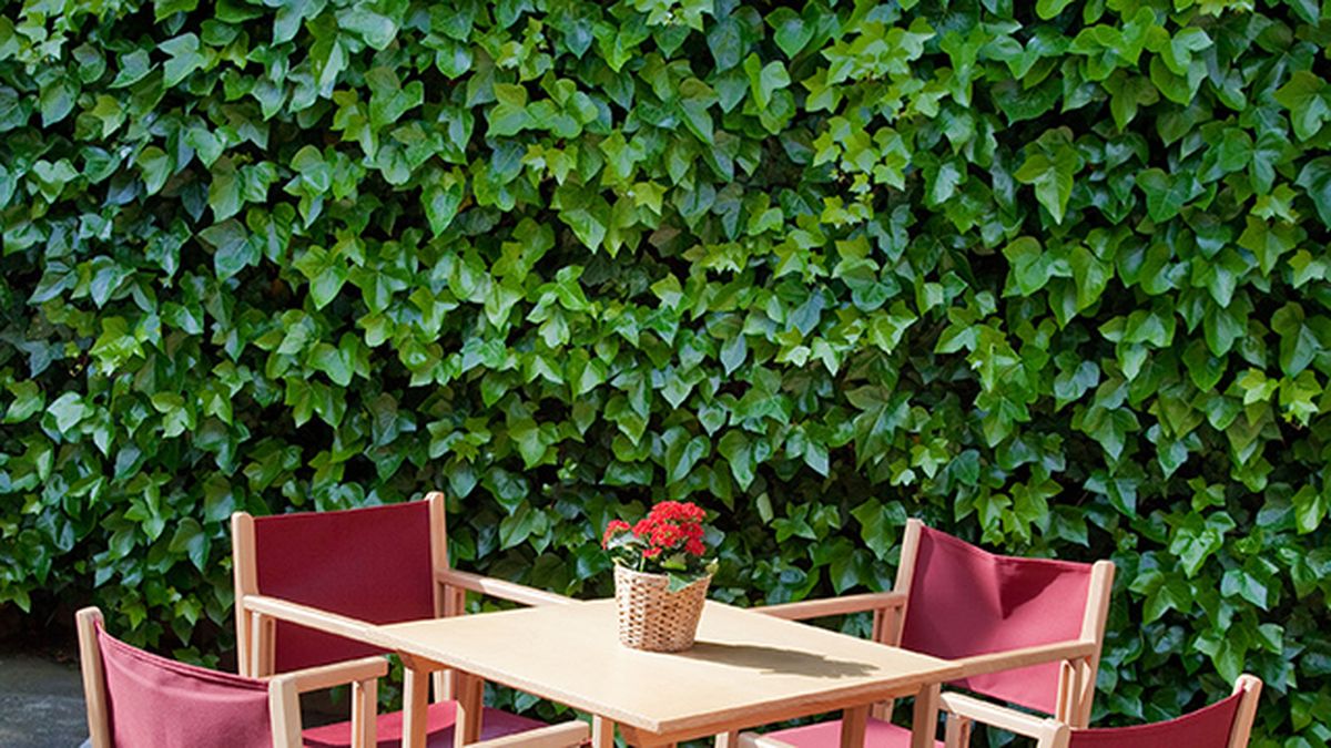 diferentes plantas decorar fachadas hiedra