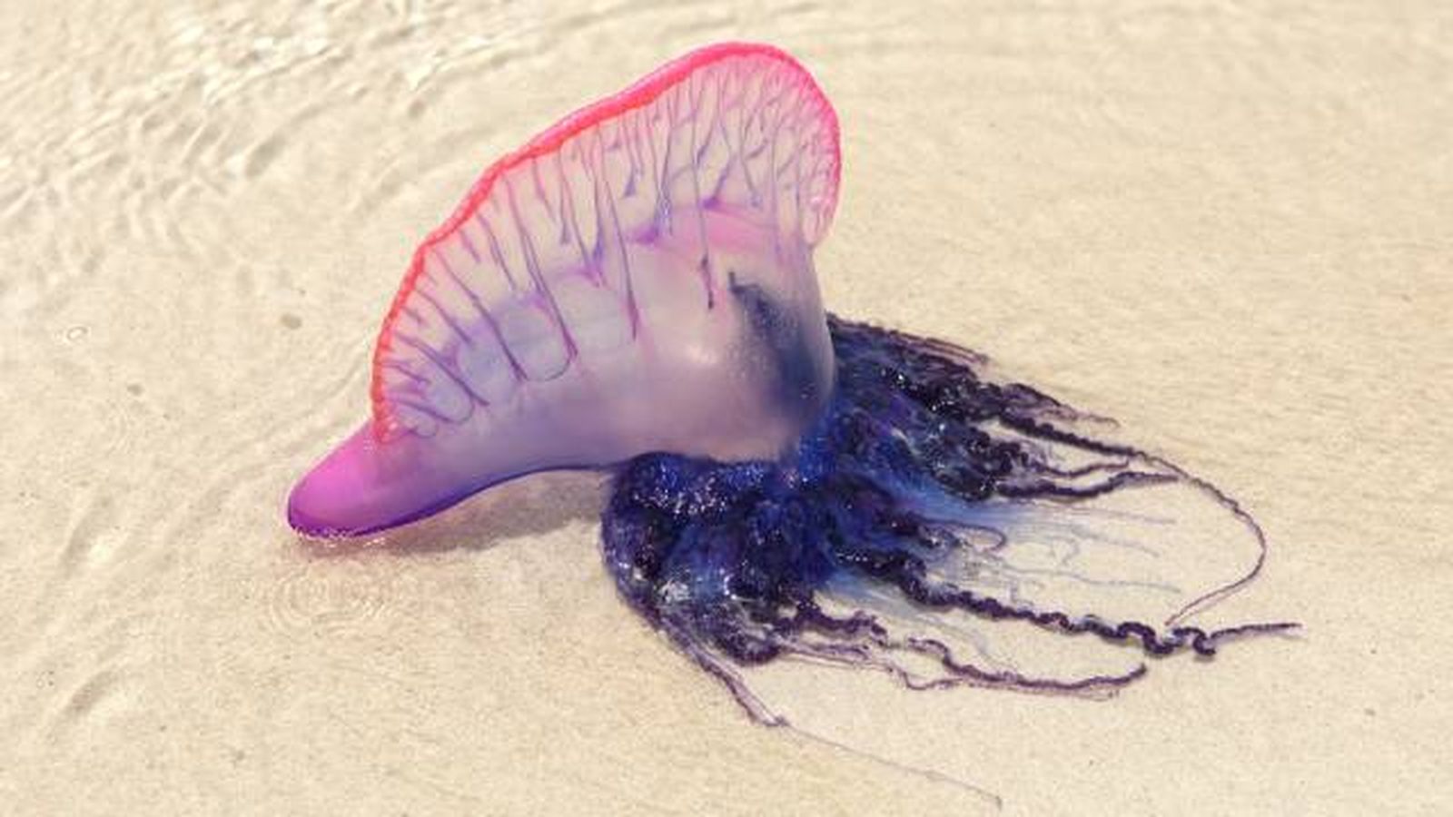 animales marinos visita verano costas espana carabela portuguesa animales marinos visita verano costas espana carabela portuguesa