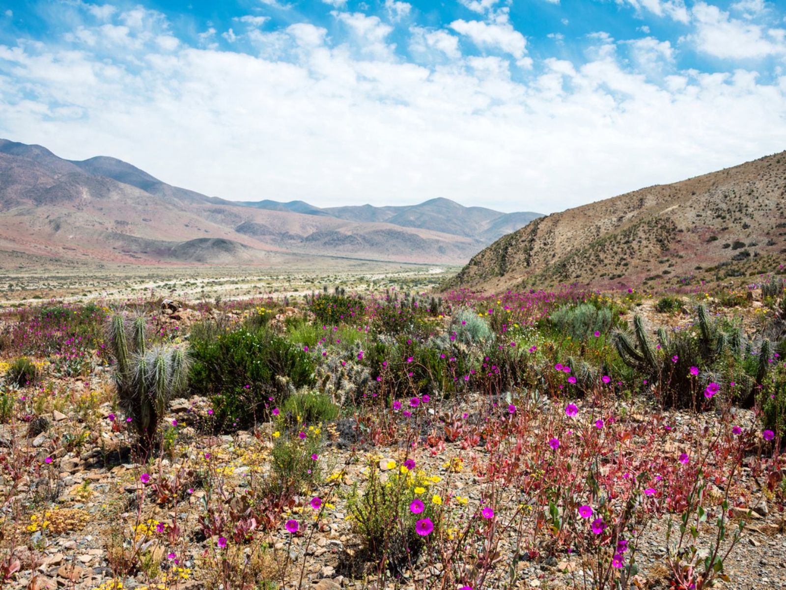 Desierto de Atacama lleno de flores. Desierto de Atacama lleno de flores.