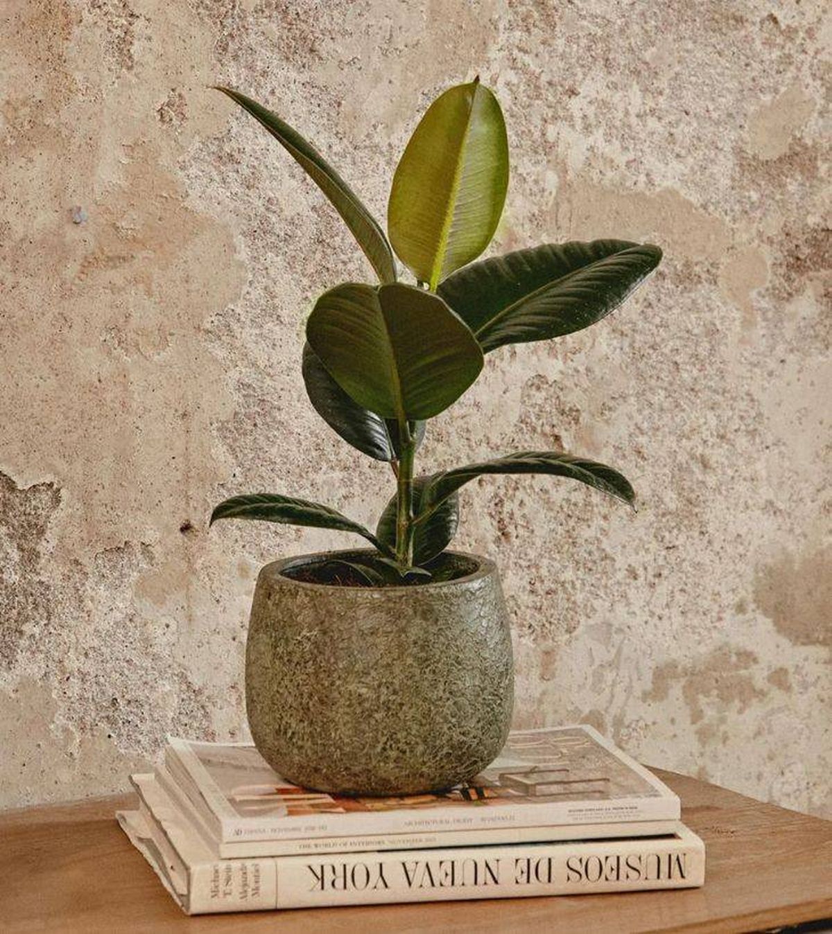 ficus robusta april plants