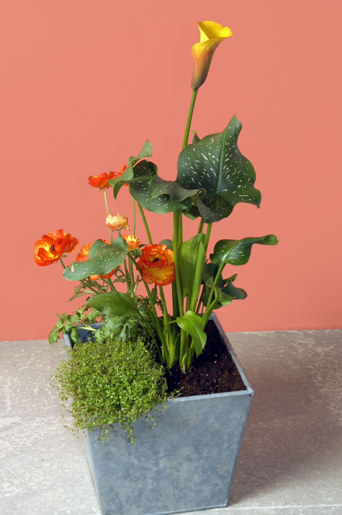 Composiciónes con calas o Lirios de Agua