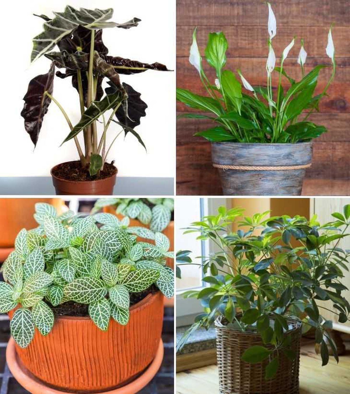 alocasia polly espatifilo fitonia cheflera plantas de interior