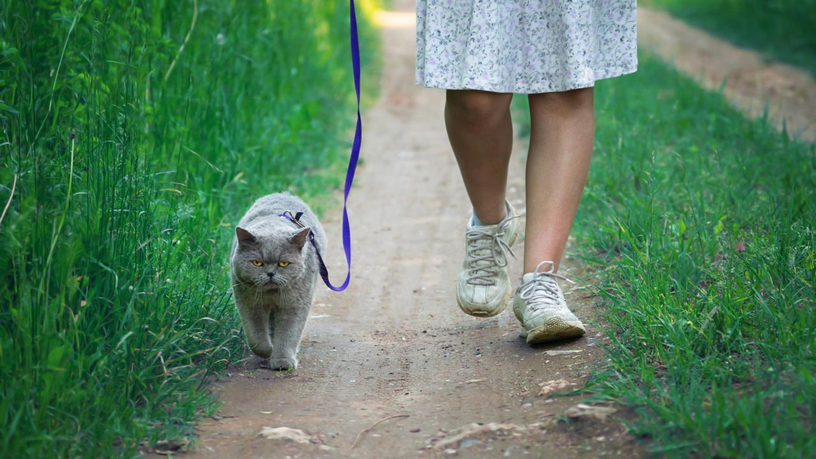gato de paseo