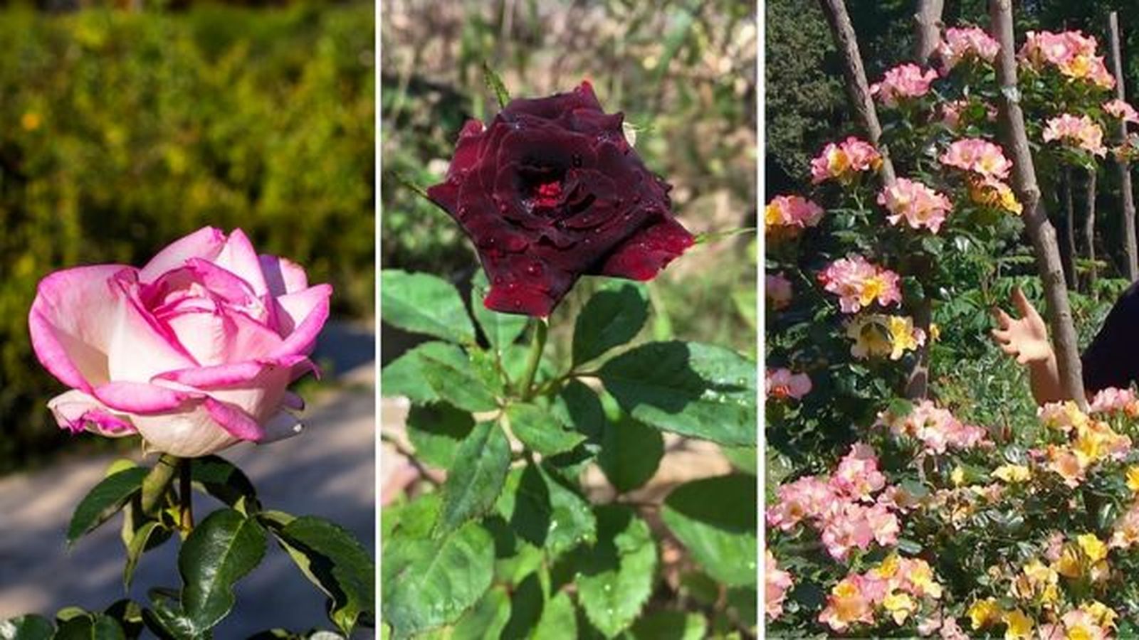 Rosal Princesse de Monaco Rosal Black Baccara Rosal Eclat de rire Rosal Princesse de Monaco Rosal Black Baccara Rosal Eclat de rire