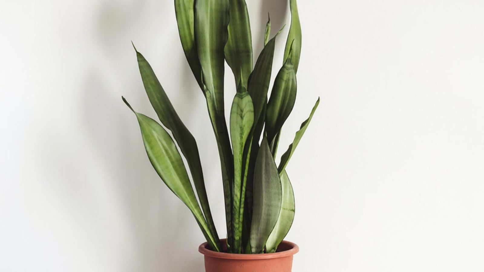Sansevieria planta hall poca luz xl Sansevieria planta hall poca luz xl