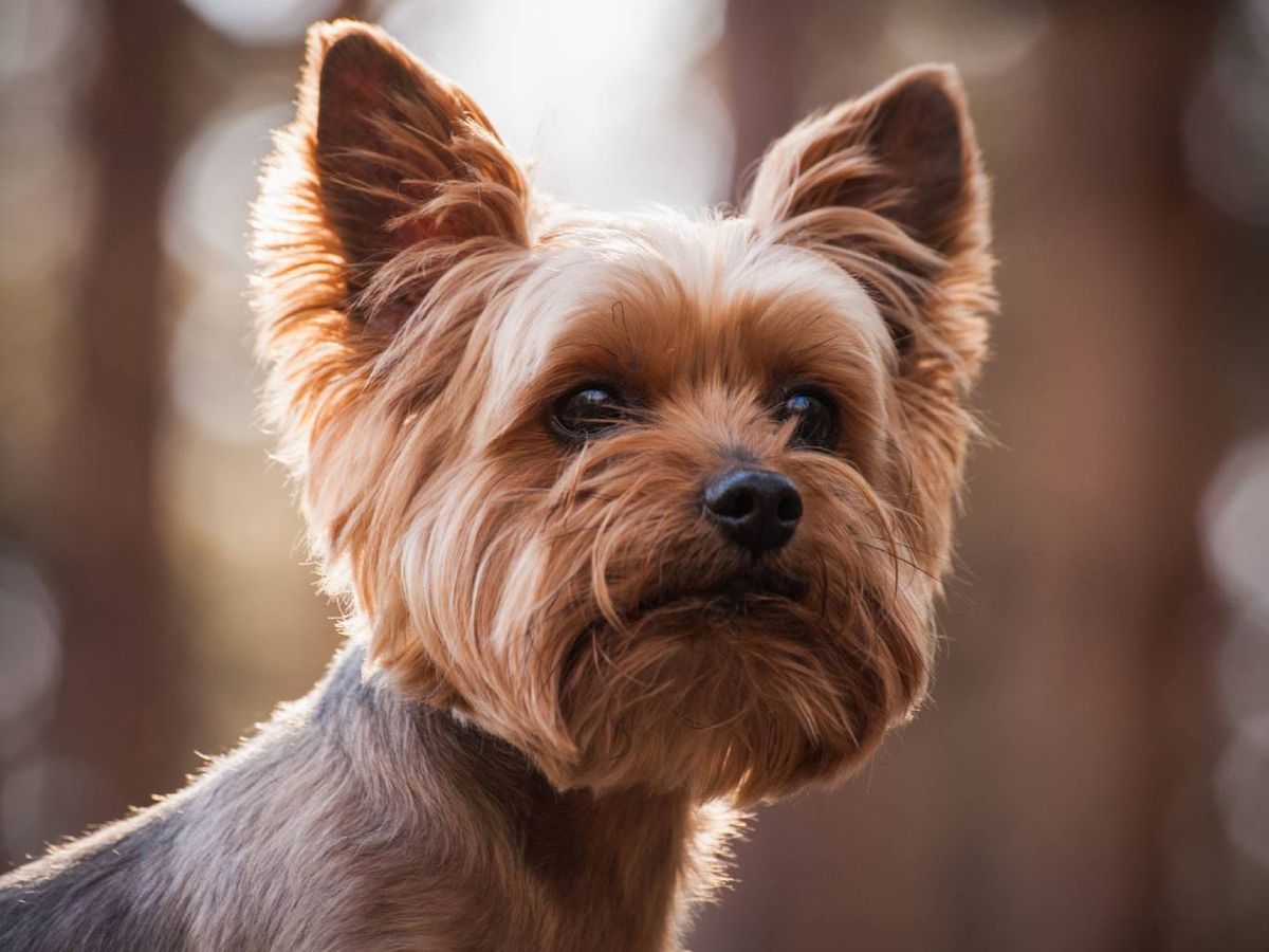 Los yorkshire apenas sueltan pelo, son una muy buena opción para las personas con alergia.