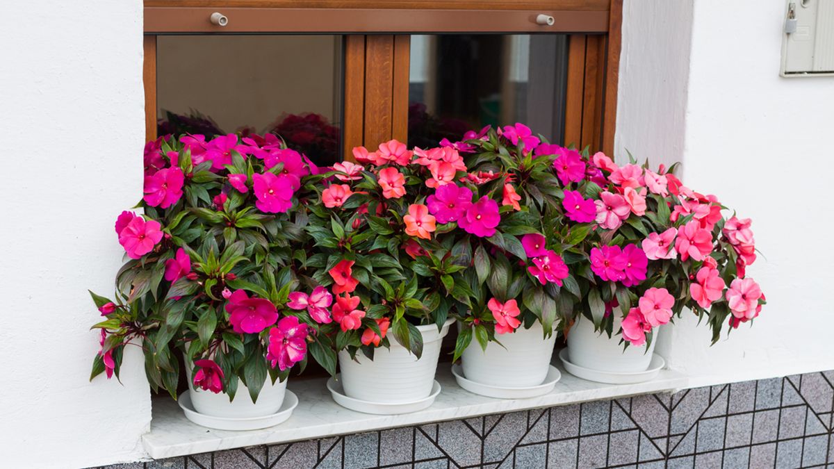 planta alegria de la casa