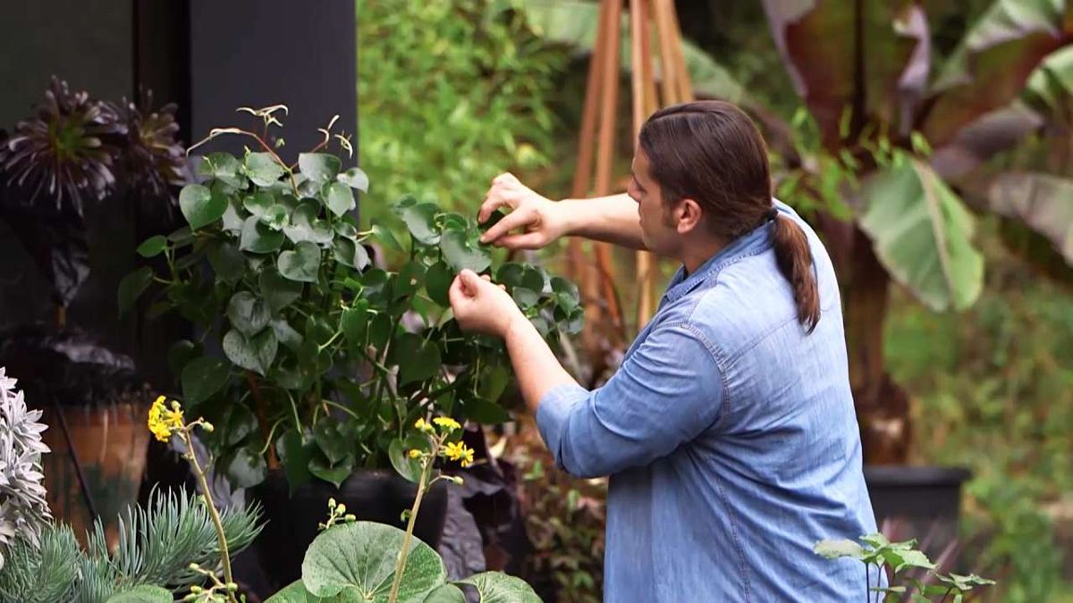 973 briconsulta peperomia hoja grande inigo