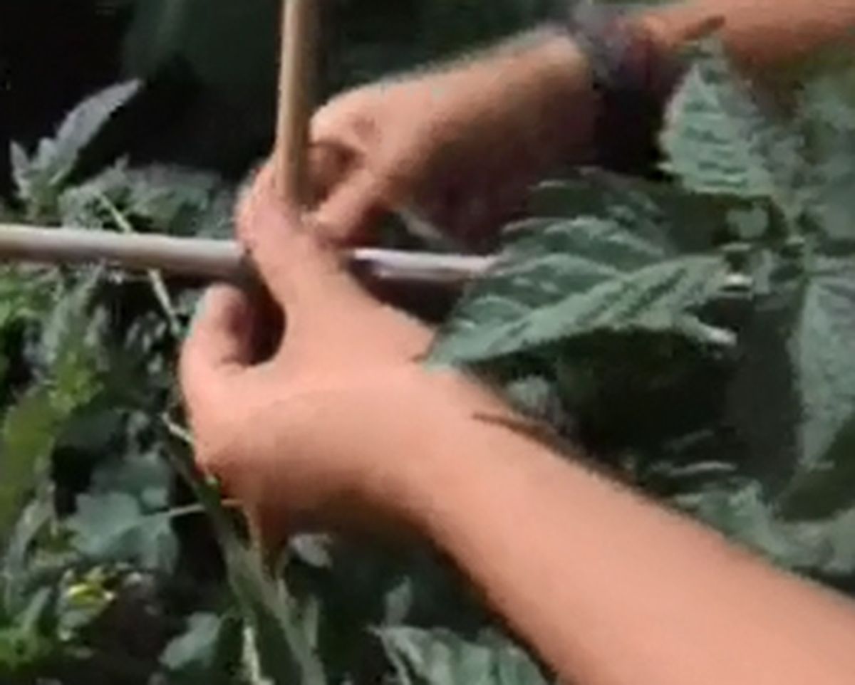 Entutorar tomatera   paso 3