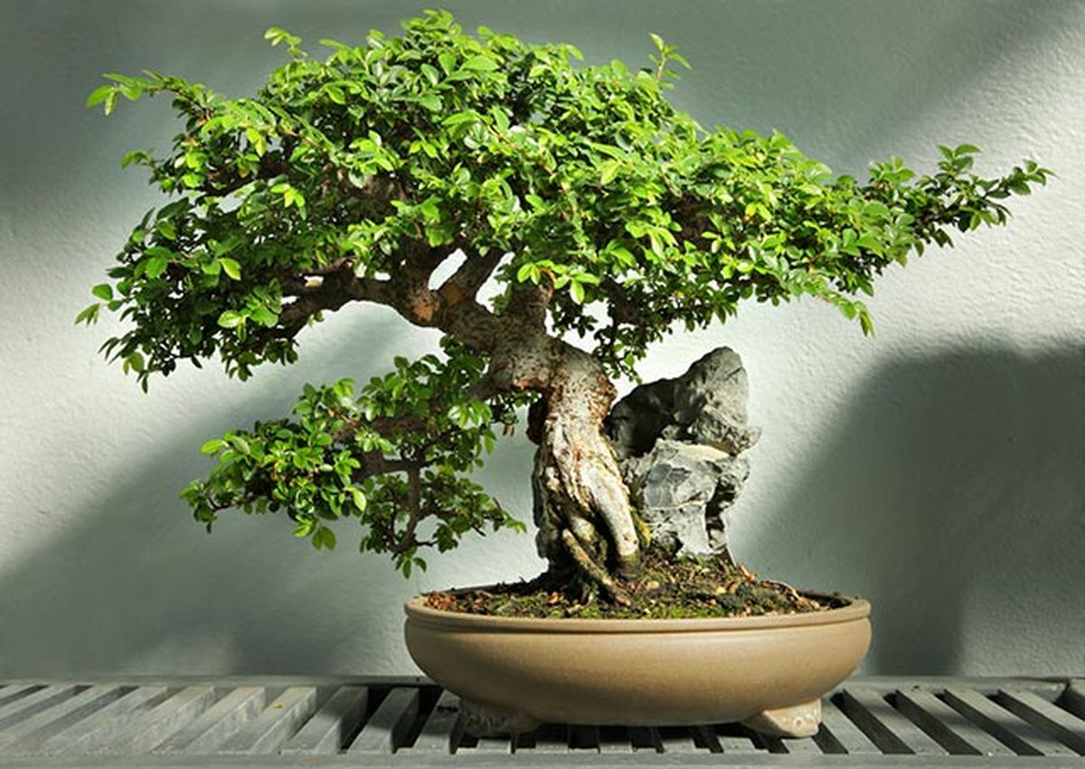 olmo chino bonsai