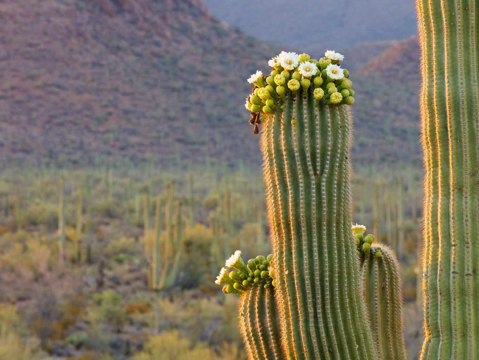 Carnegiea gigantea.