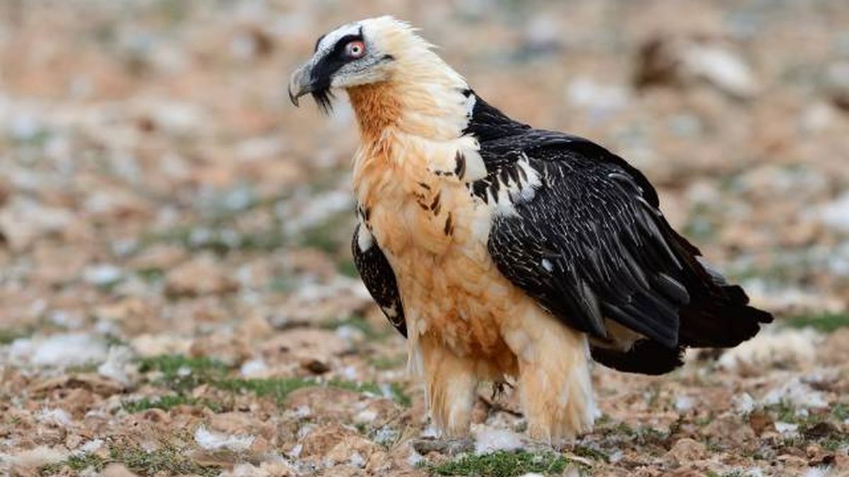 aves rapaces buitres en espana Quebrantahuesos Gypaetus barbatus