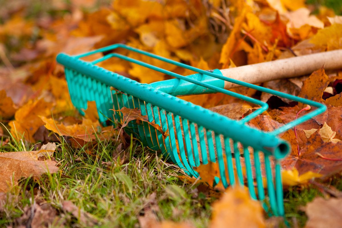 retirar las hojas en otono xl