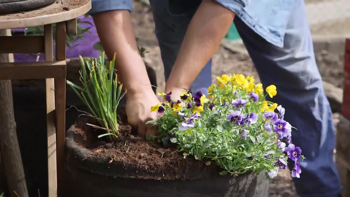 Plantación de flores comestibles en tiestos de fibra. 