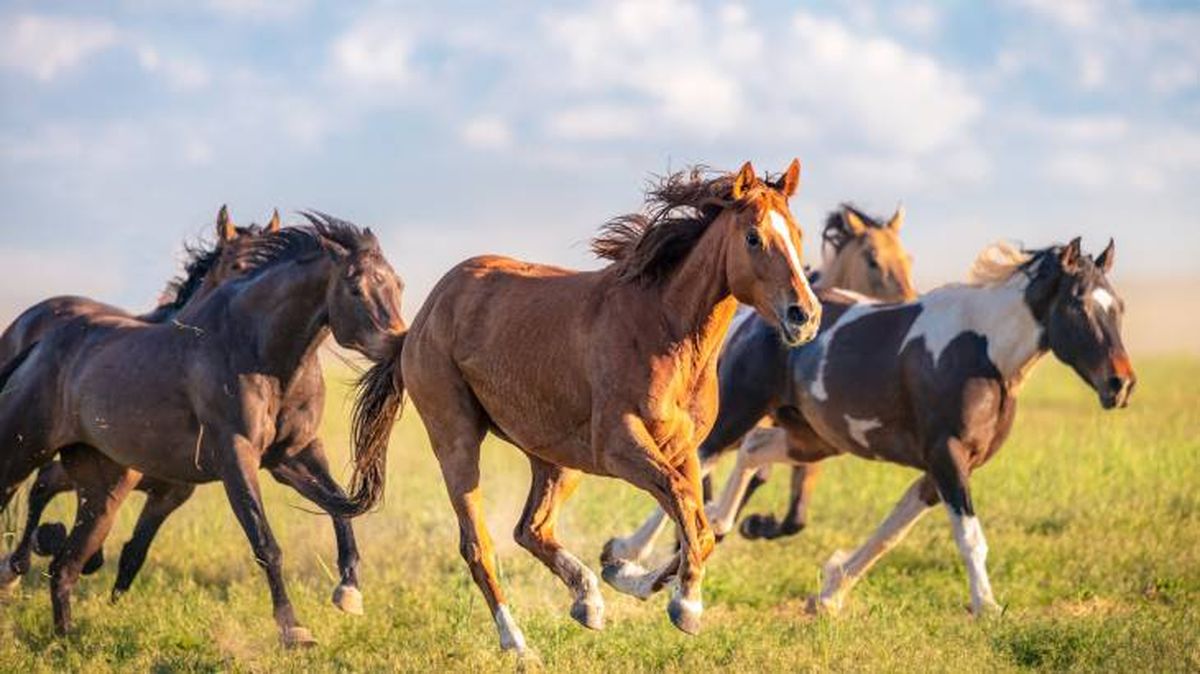 animales inteligentes caballos