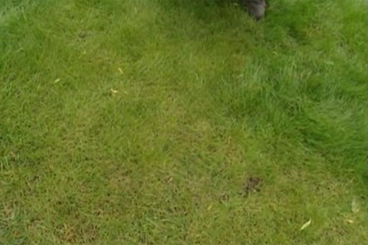 BRIC_JARDIN_459 hongo calvas cesped primavera paso 1