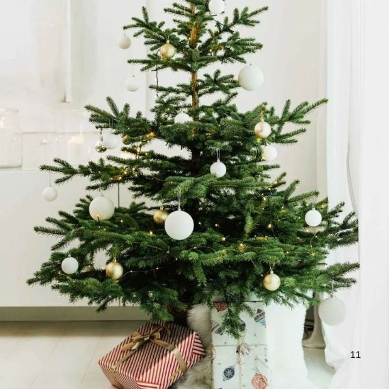 Abies Nordmanniana