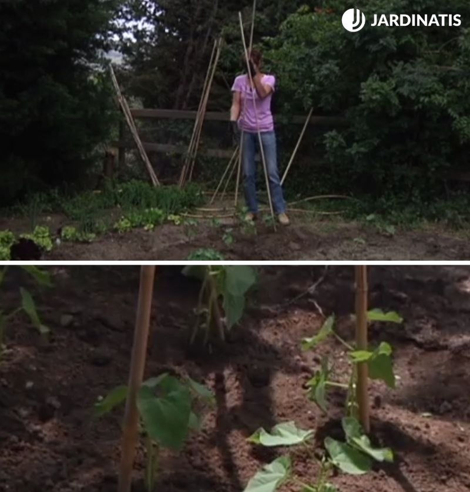 Entutorar judías verdes Entutorar judías verdes