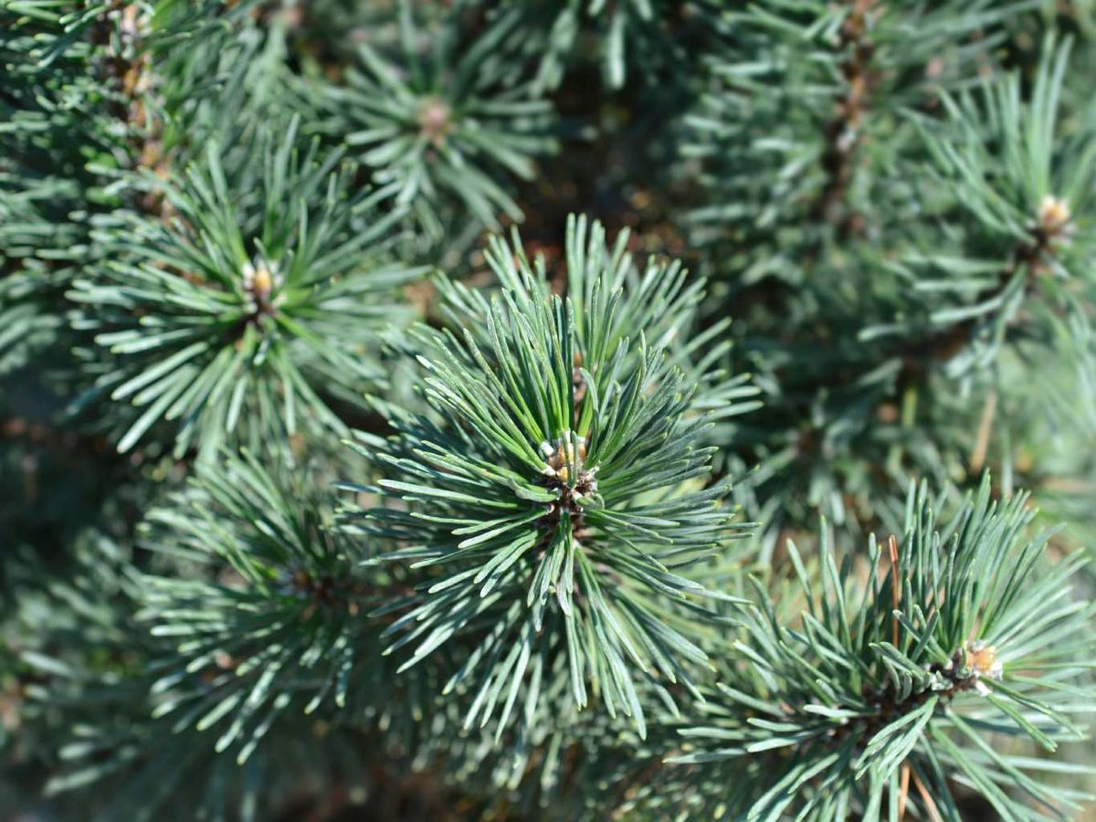 Pinus mugo 'Mops'.