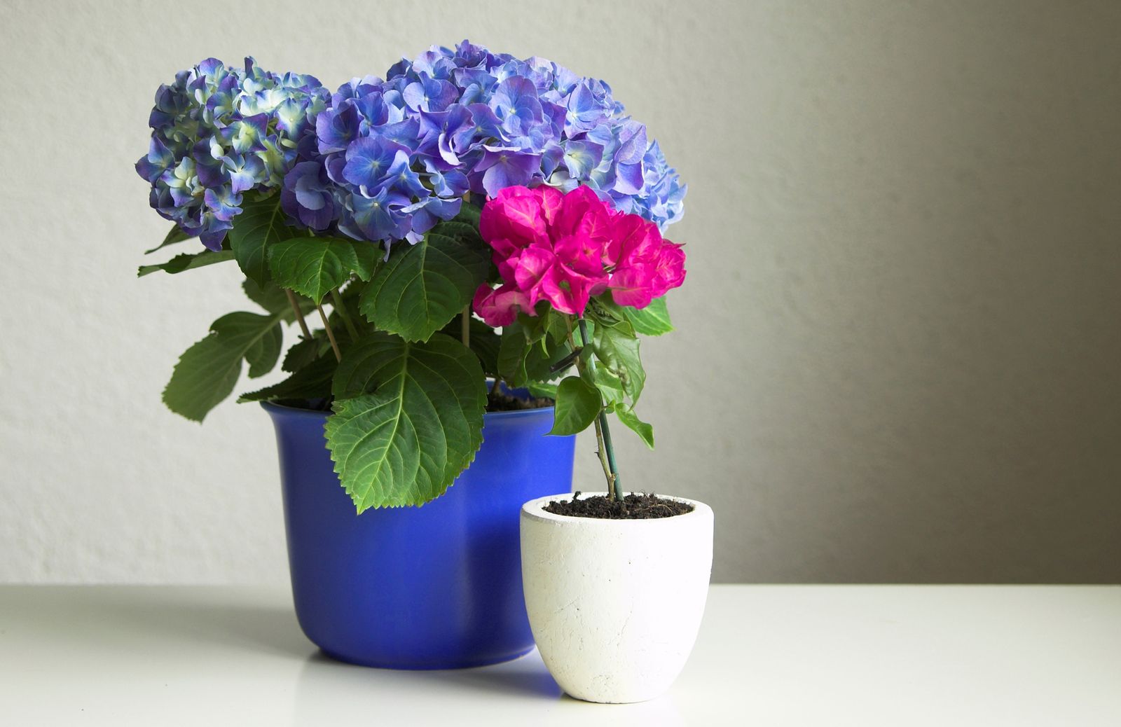 buganvilla hortensia xl buganvilla hortensia xl