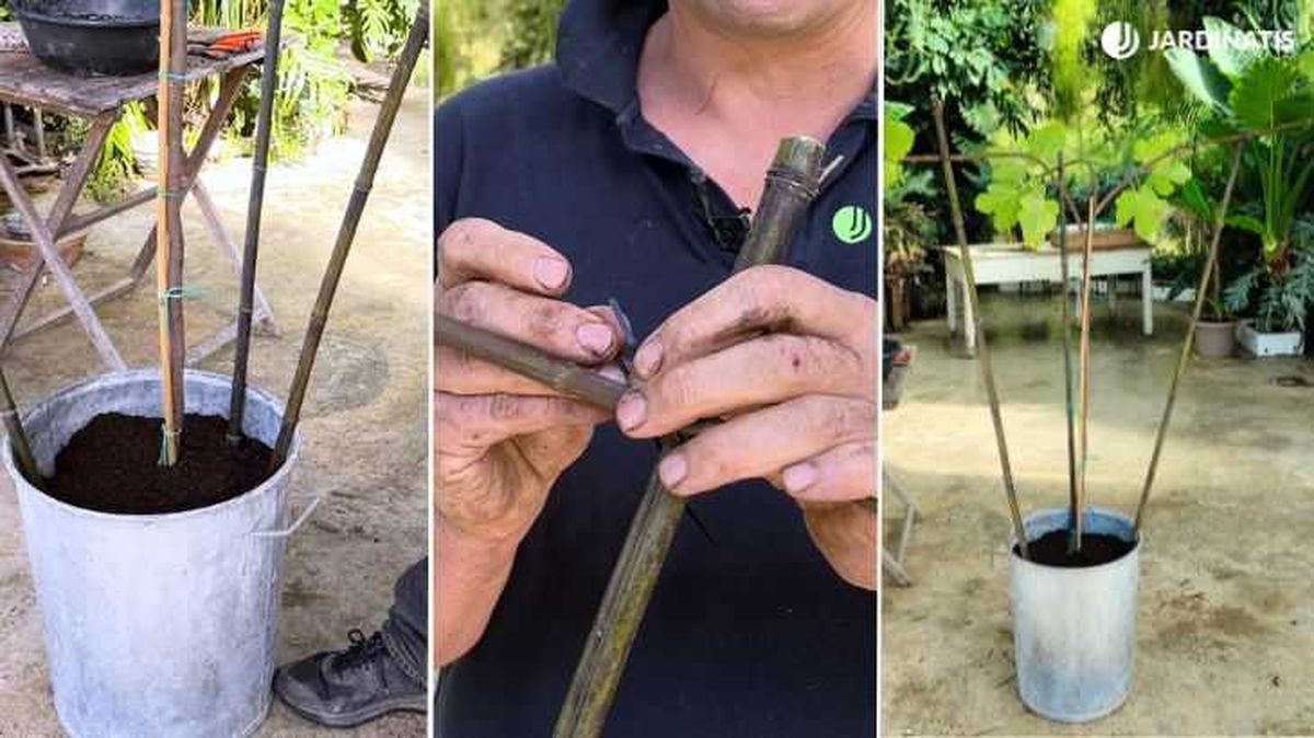 aumentar productividad en la higuera jardinatis 23 46