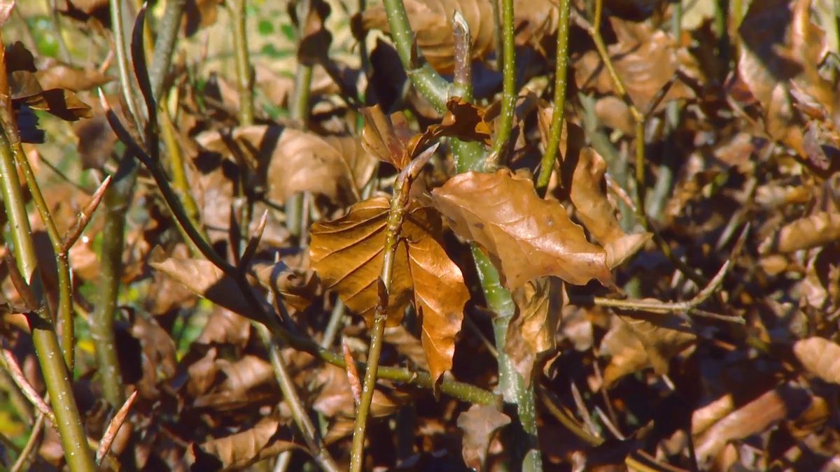 deco 0643 2 plantas tonos pajizos invierno seto hayas