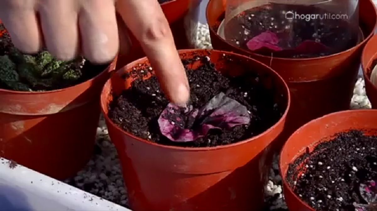 Reproducir Begonia Rex por esquejes de hojas p4