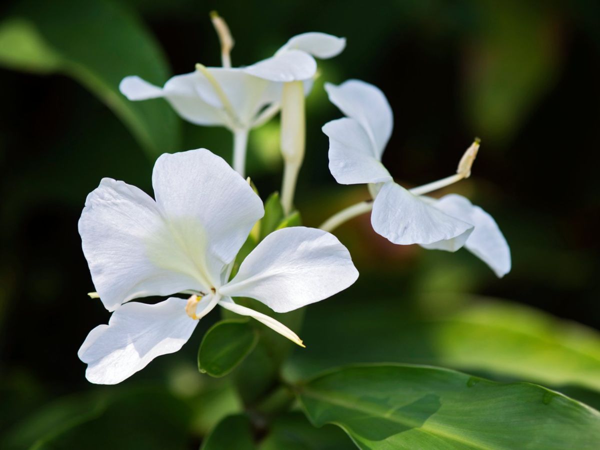 Lirio mariposa o  Hedychium coronarium.