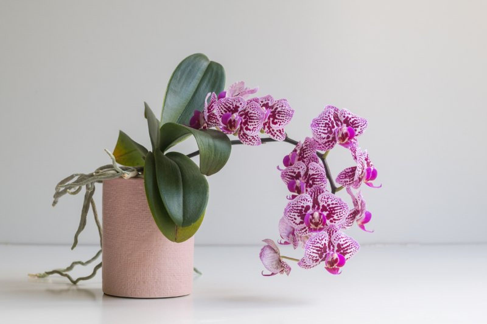 Orquídea phalaenopsis caída