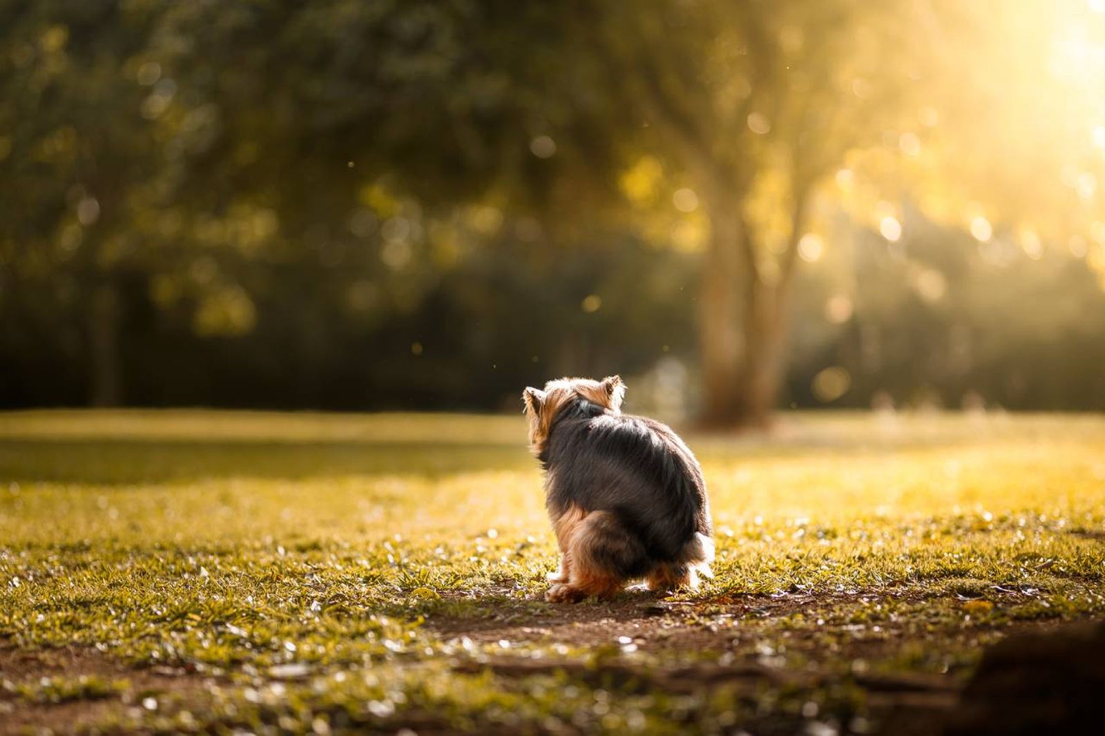 Sin duda alguna, el refuerzo positivo es clave a la hora de entrenar a tu perro para cualquier aspecto.