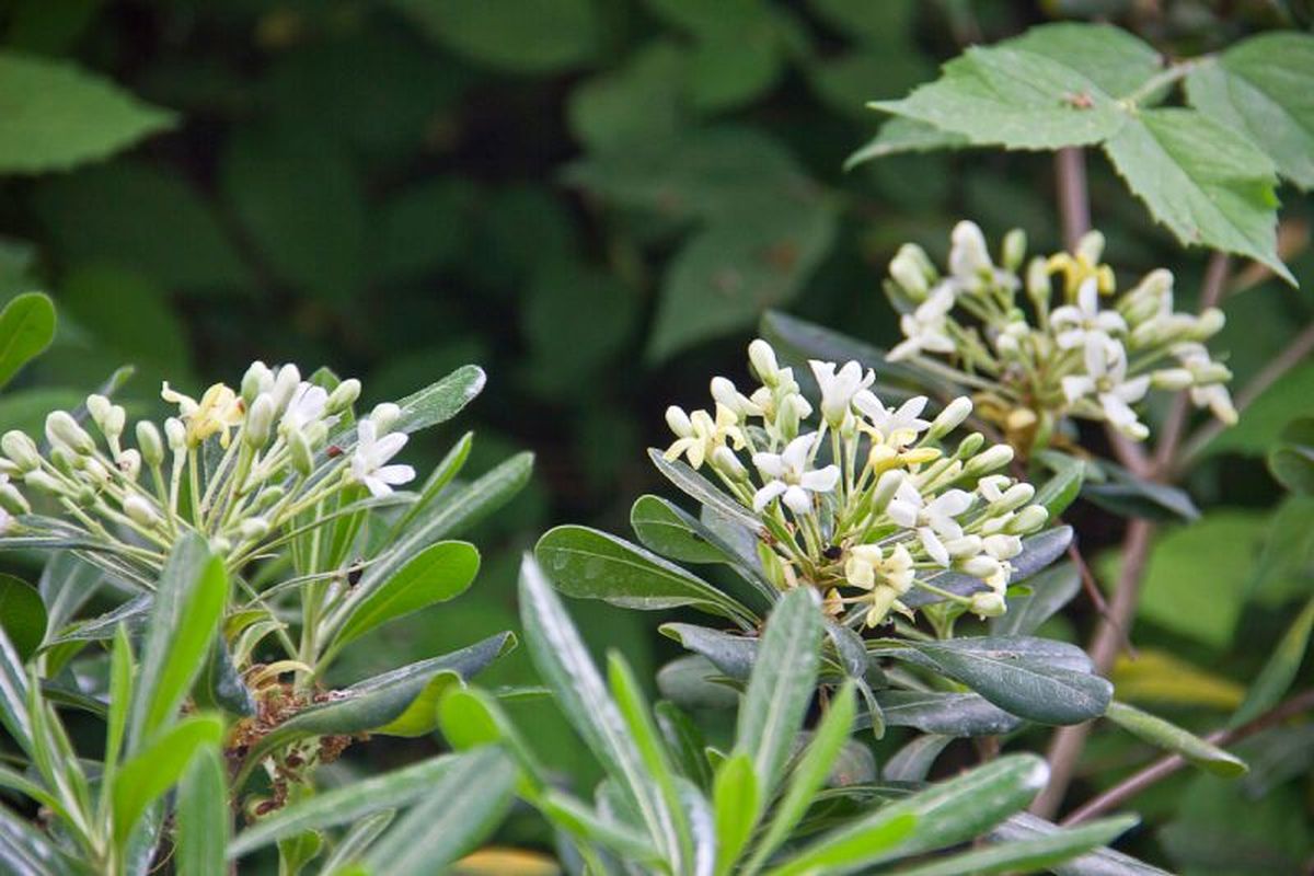 Las flores emanan un olor muy agradable