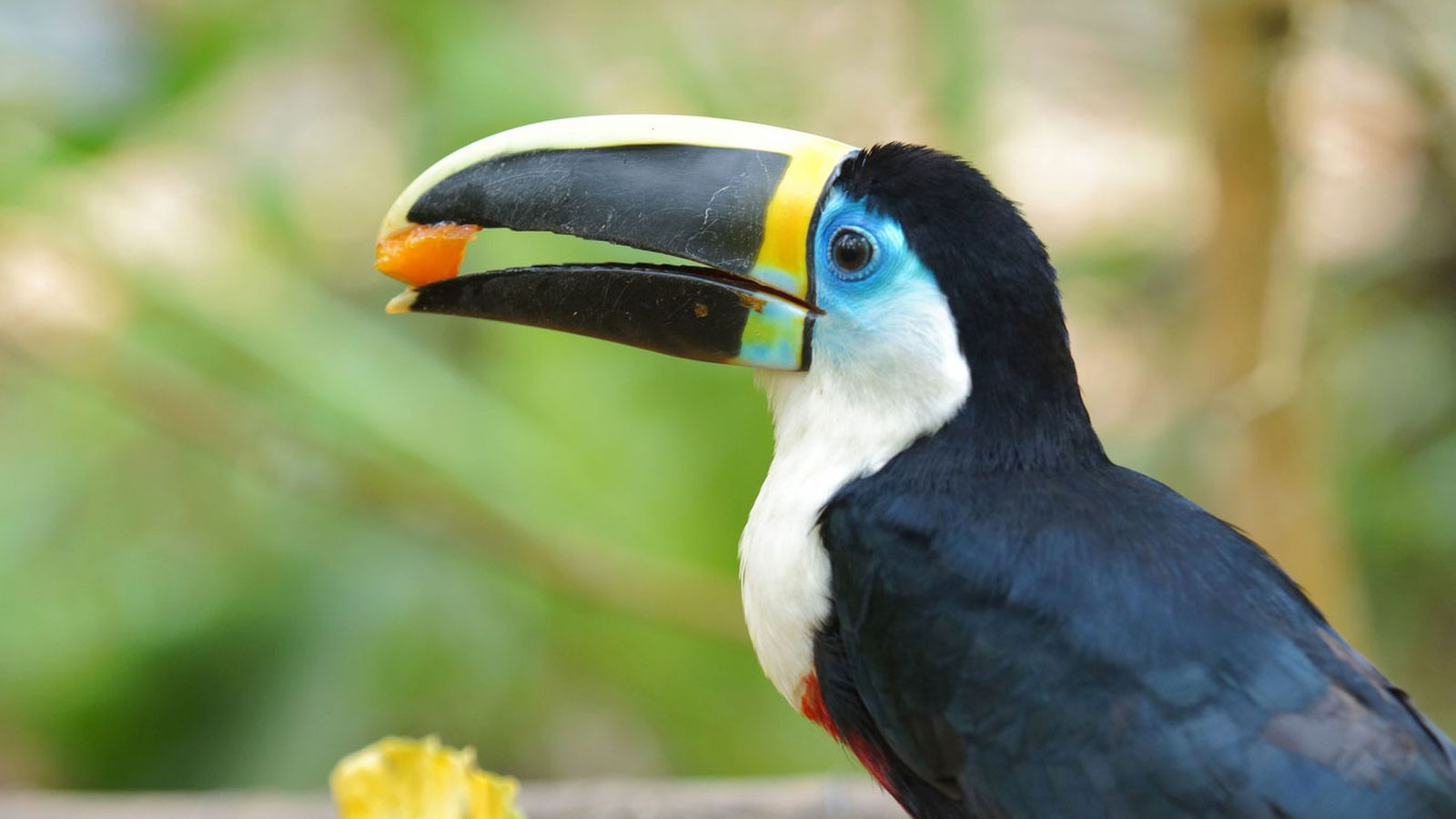 tucan comer frutas tucan comer frutas