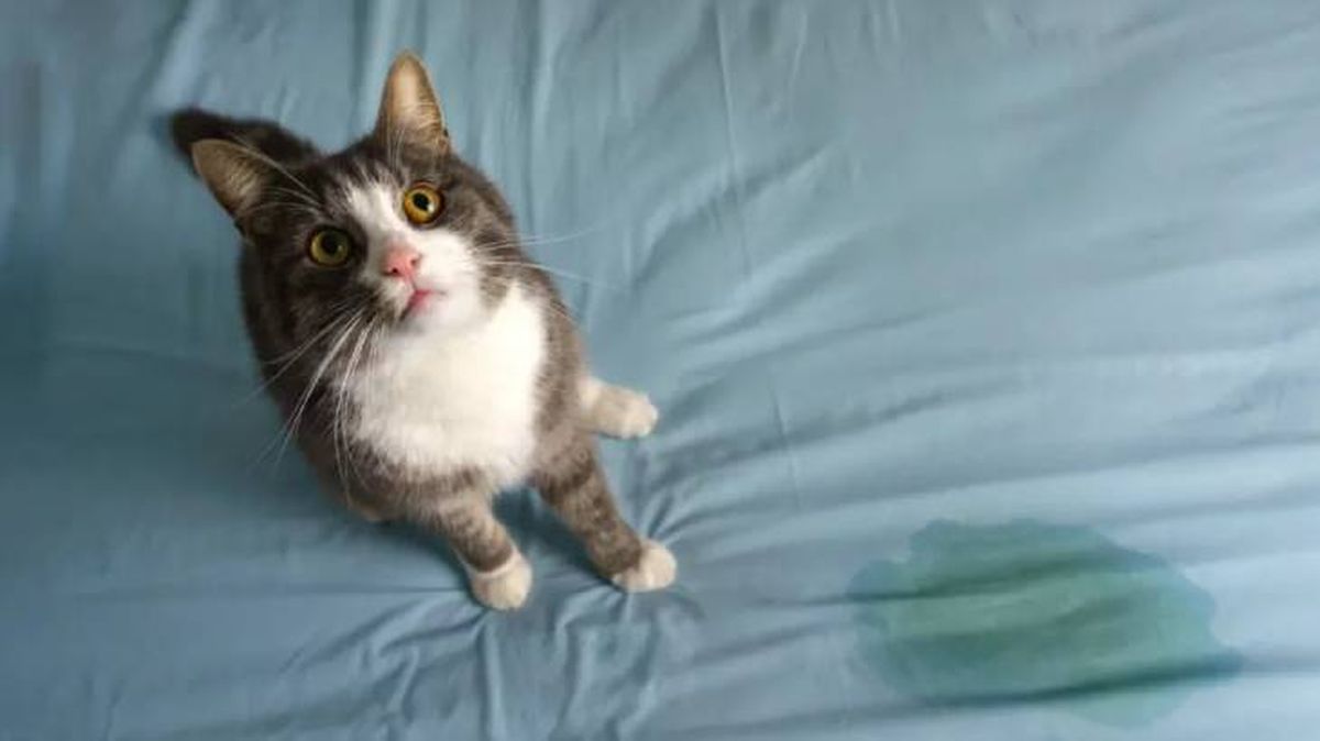 como castigar a un gato cuando se porta mal 11 (1)