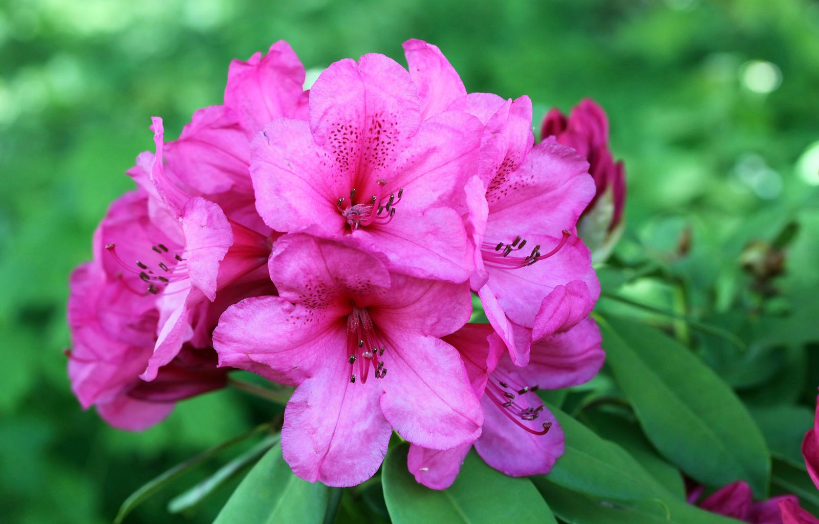 Azalea Jap nica Cuidados Y Consejos Para Su Cultivo Azalea Jap nica Cuidados Y Consejos Para Su Cultivo