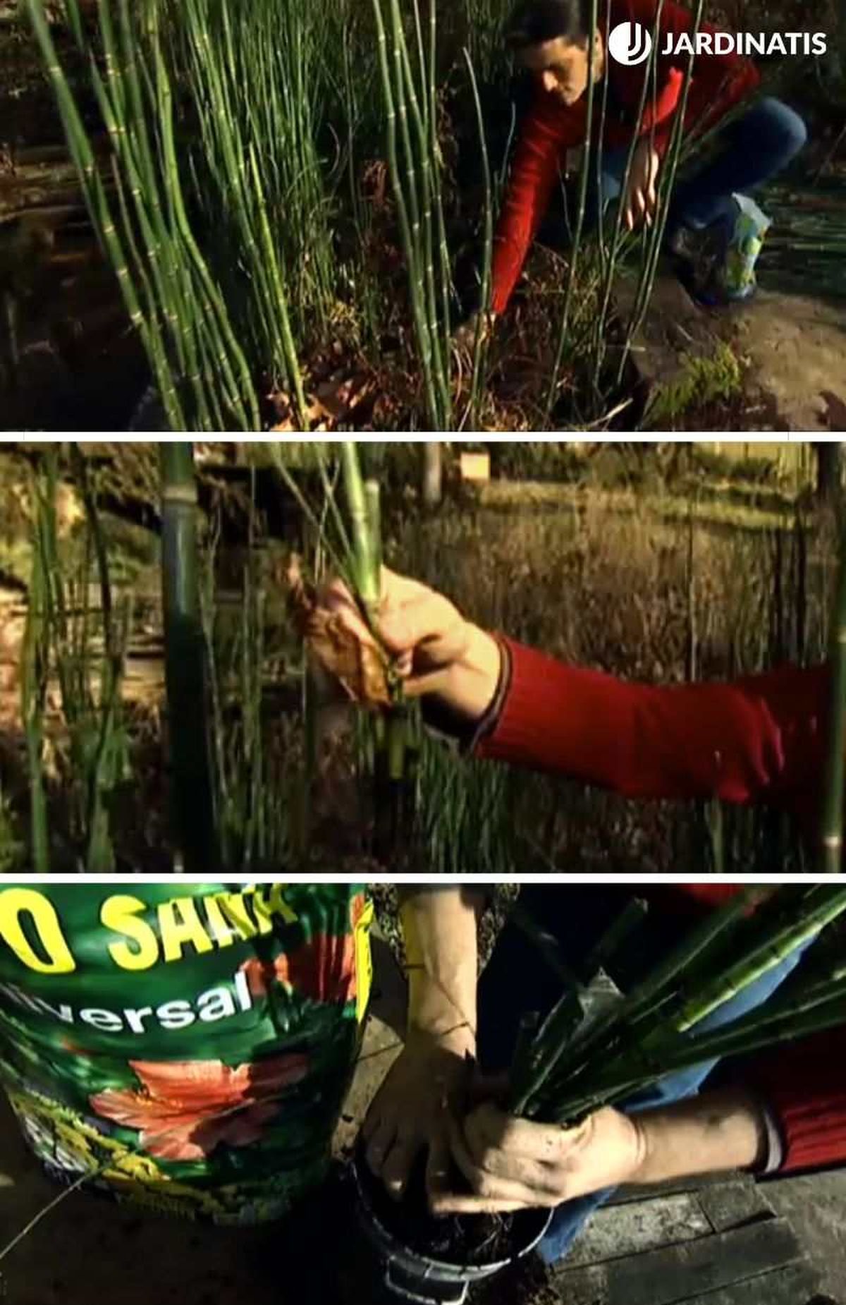 Reproducción de las colas de caballo paso a paso