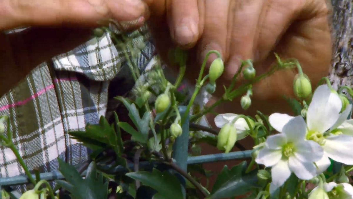 decogarden 653 variedad clematies capullos